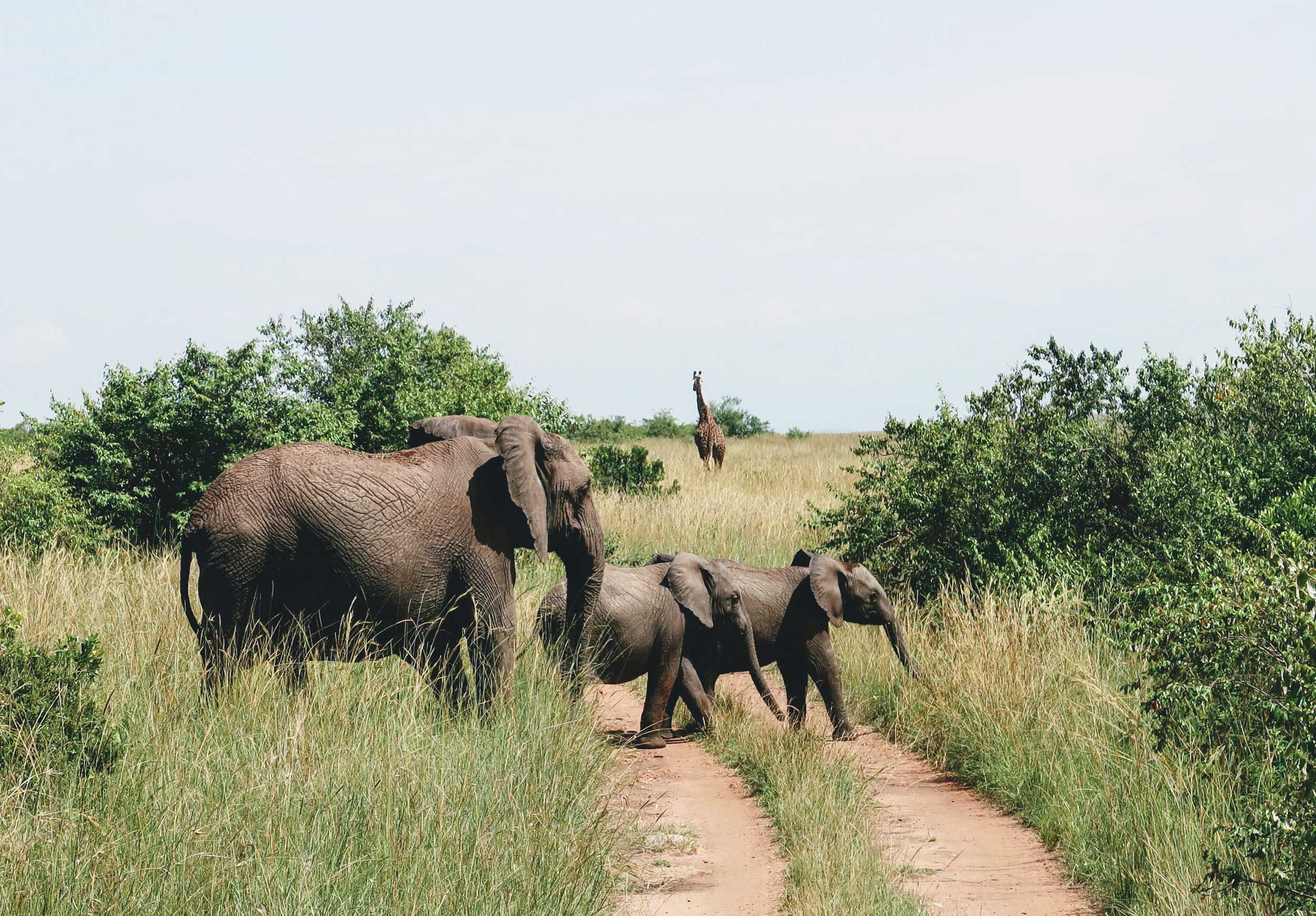 Wildlife Safaris