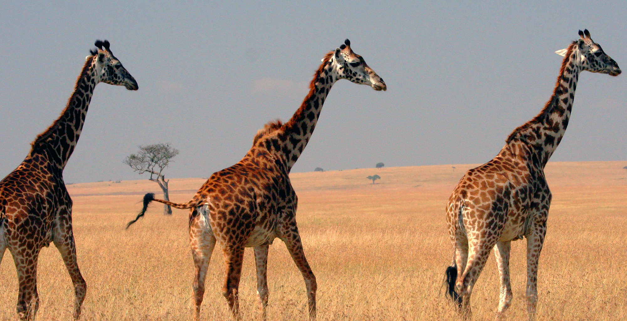 Safari Adventures