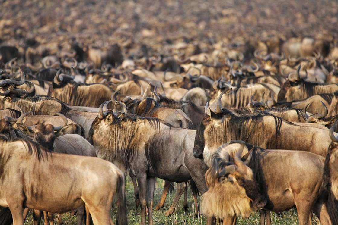 Samburu Wilderness Safari — 2