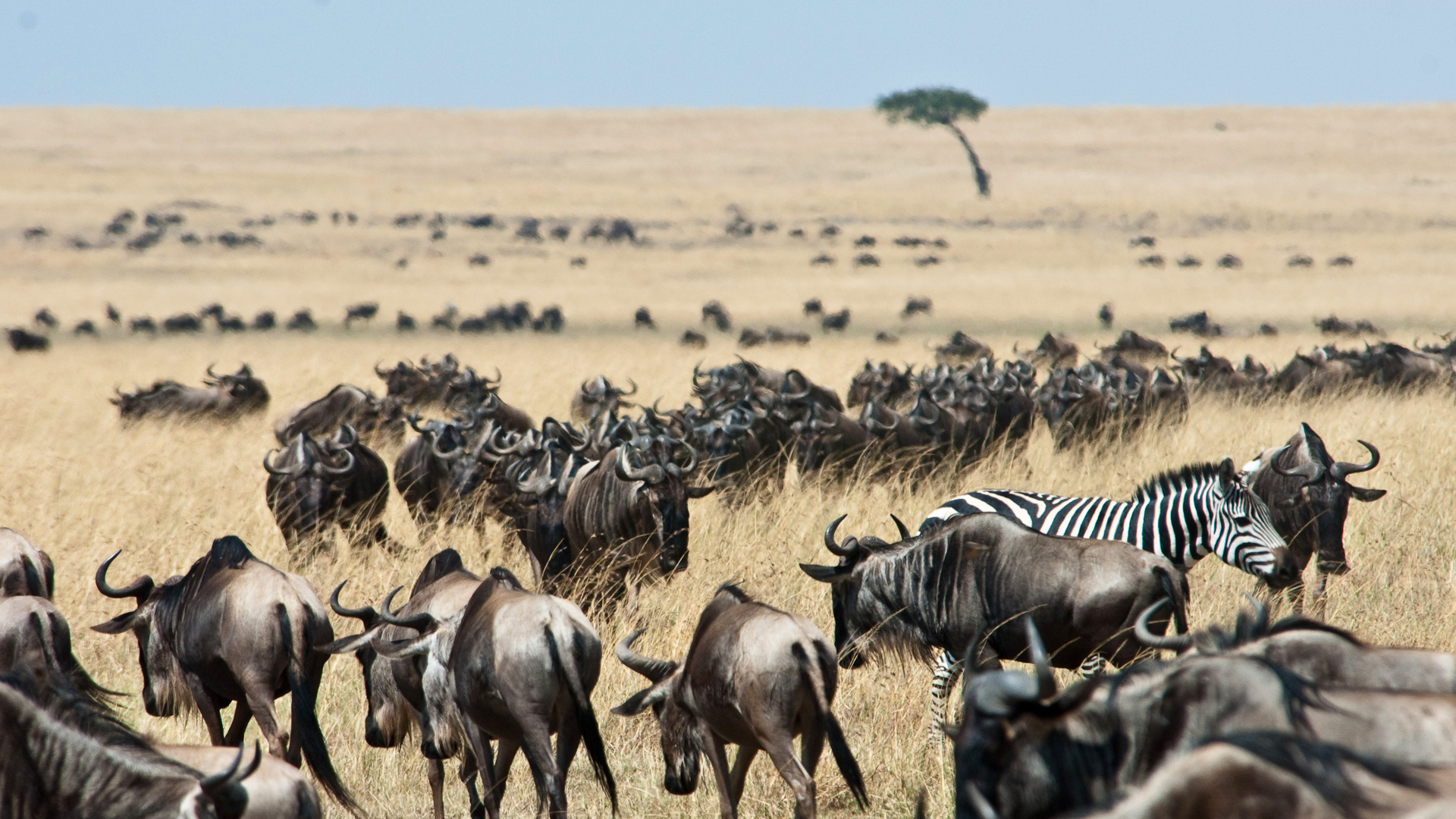 Samburu Wilderness Safari — 3