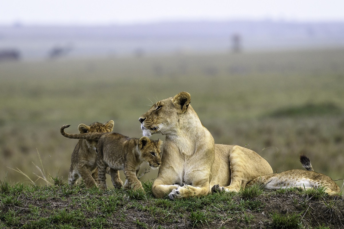 Masai Mara, Lake Nakuru, Lake Naivasha & Amboseli