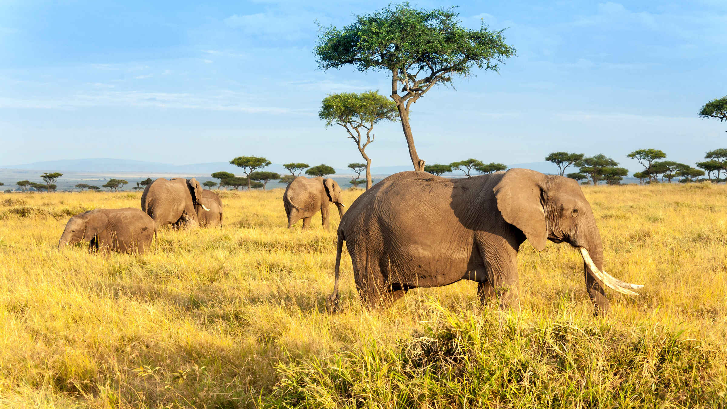 Masai Mara & Lake Nakuru Safari