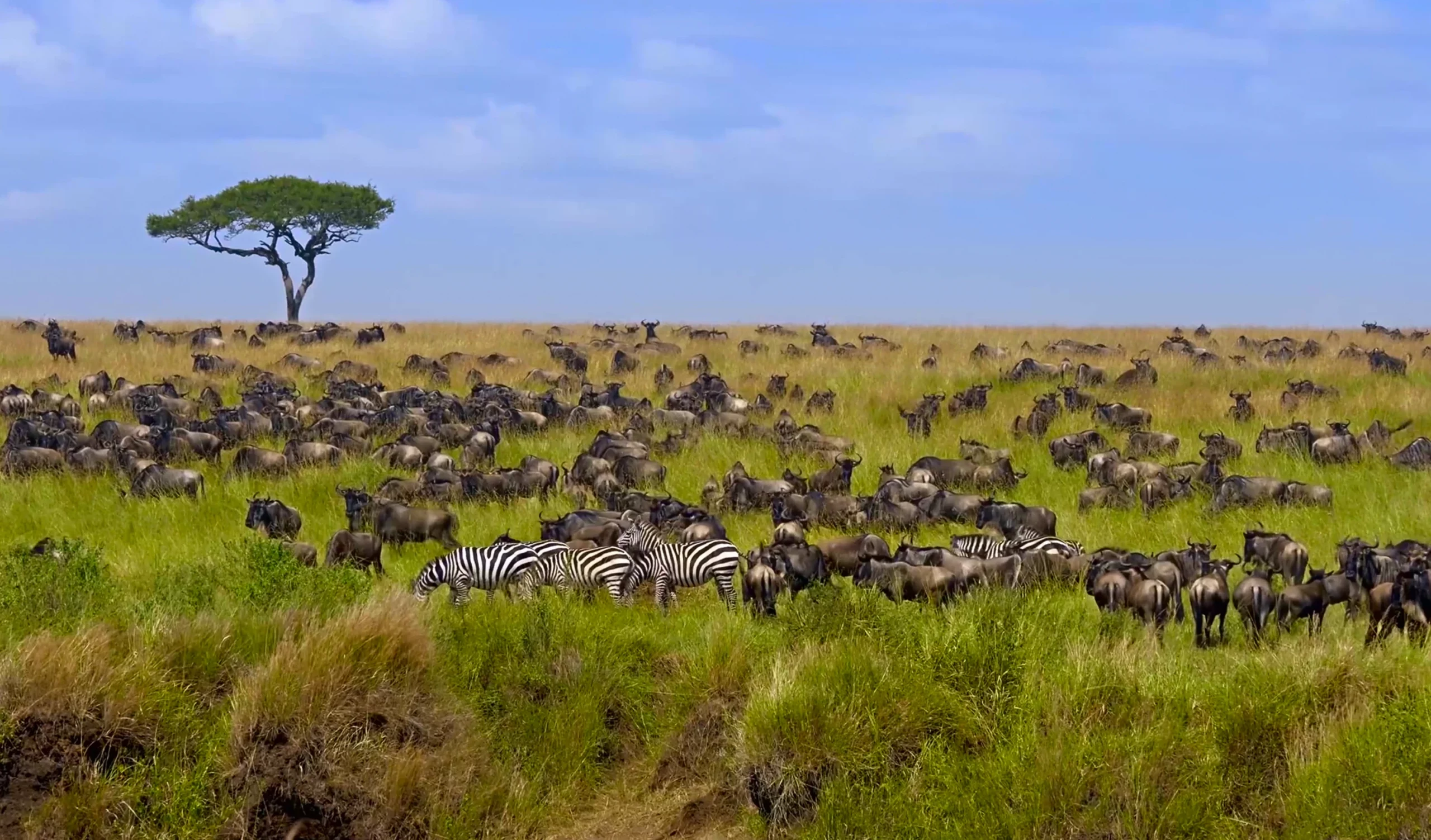 Serengeti, Ngorongoro Crater, Lake Manyara & Tarangire